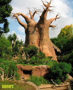 Réplica de baobab en el Bioparc de Fuengirola