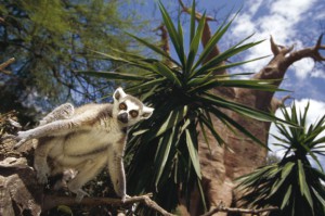 Lemur en el Bioparc de Fuengirola