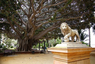 Un parque habitado por ficus centenarios, en Alicante