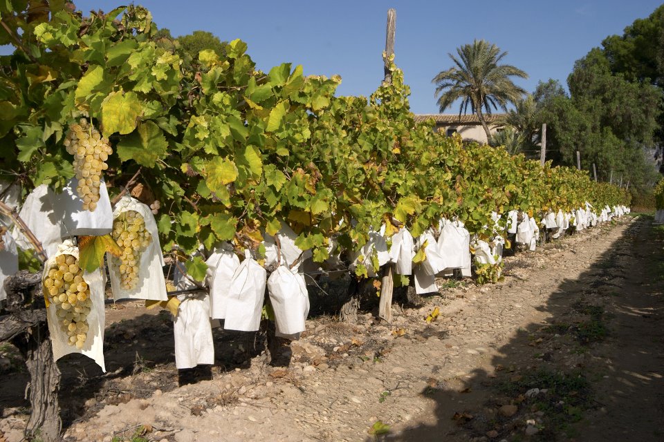 Uvas de la Suerte o recibir el Año Nuevo con 12 Uvas del Vinalopó