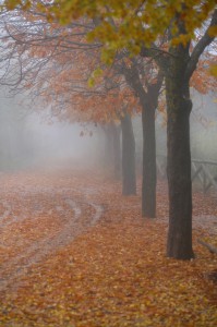 Otoño con niebla en la Font Roja. Foto vía Pinterest