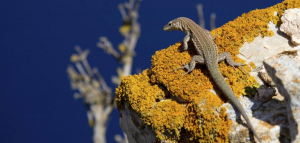 Sargantana, Sa Dragonera