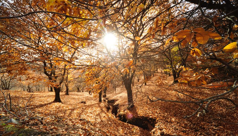 El Bosque de Cobre o cómo disfrutar de Málaga en otoño