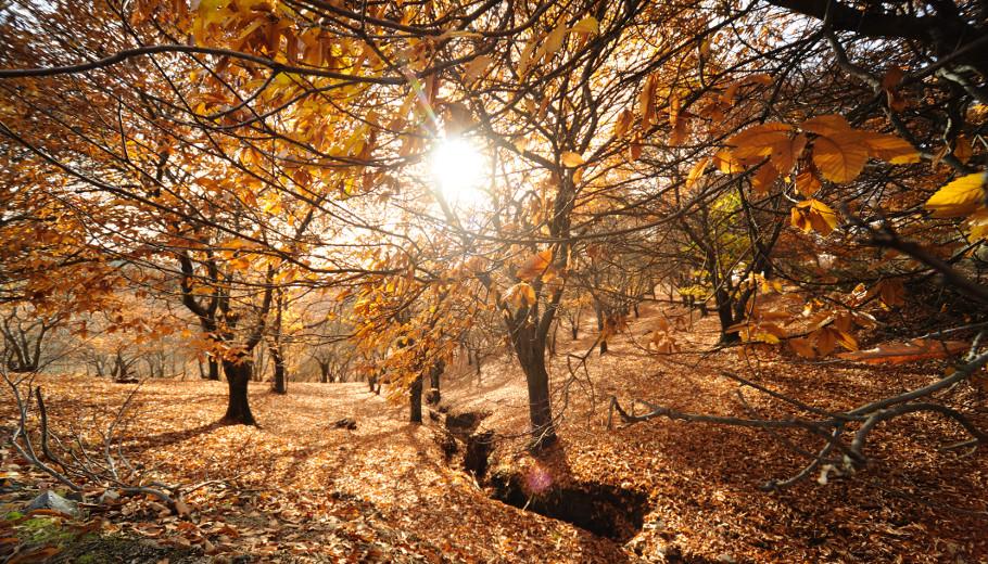 The Copper Forest or how to enjoy Malaga in the fall