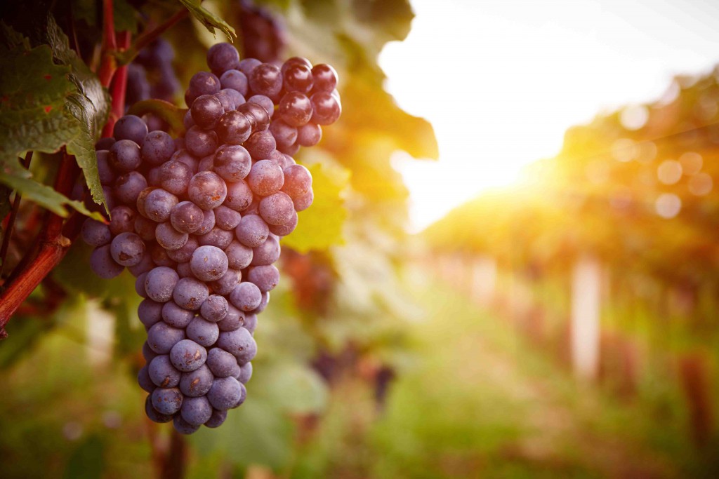 Uva de Monastrell