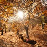 Paisaje otoño hojas caídas en el bosque de cobre en Málaga