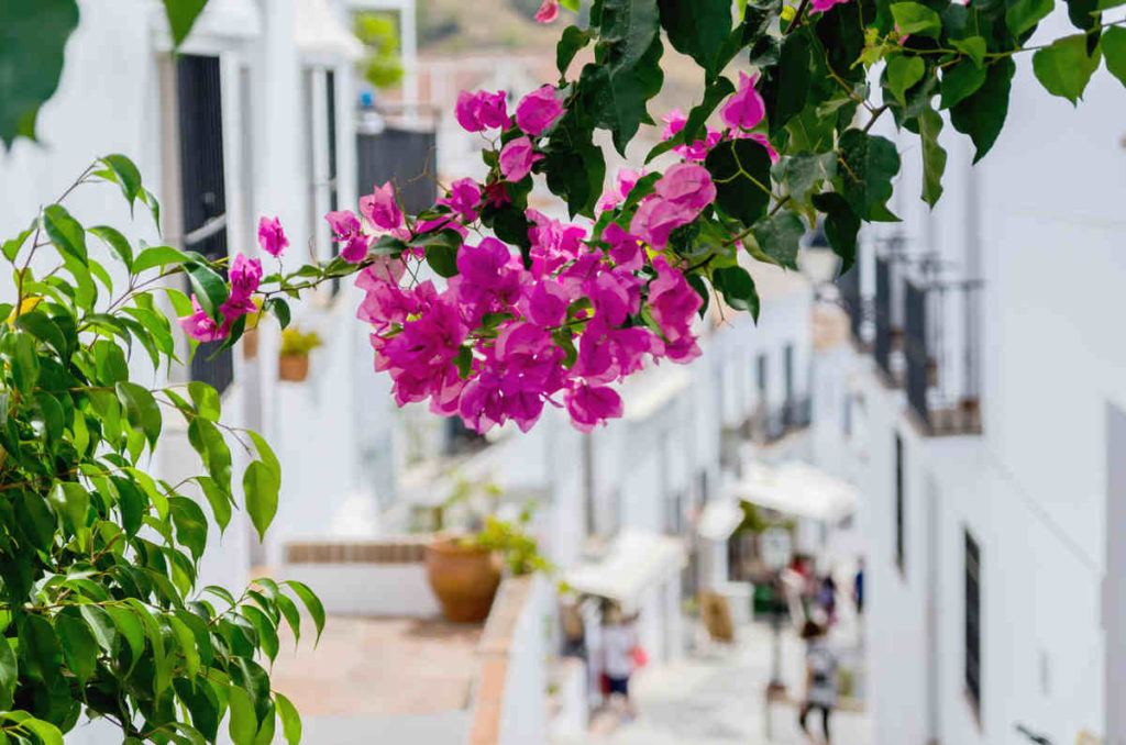 Flor Buganvilla calles Málaga. Luna Mora Guaro